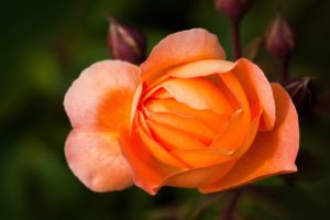 rose-rose-family-rosaceae-composites-53007